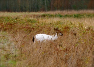 Piebald Mule deer