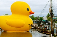 Quack at the wood ship.