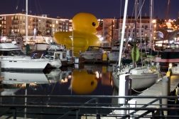 Duck reflecting...